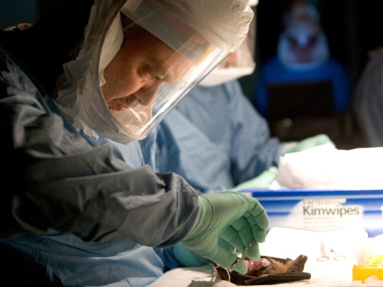 Afp 20070823 Par1473309 V3001 Highres Ugandahealthwhomarburgbats 1728039884.jpg