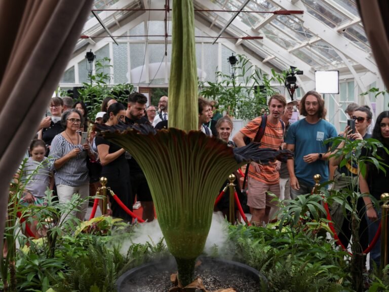 2025 01 23t085801z 2067183357 Rc2kfcazd60j Rtrmadp 3 Australia Corpse Flower 1737698217.jpg