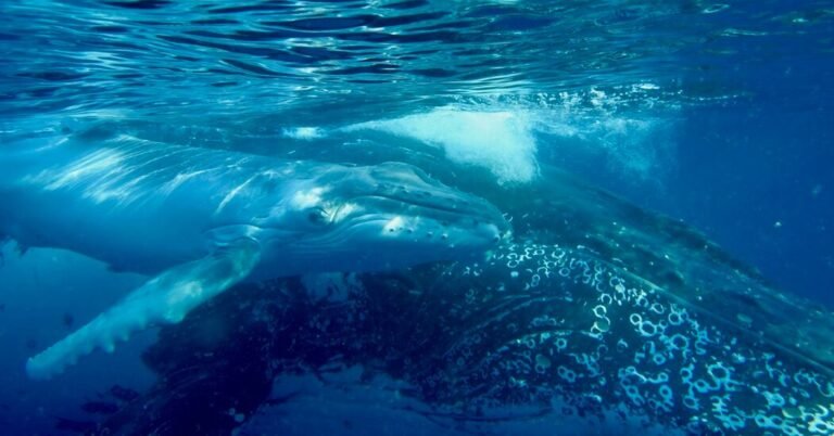 06whale Song 01 Pmkf Facebookjumbo.jpg