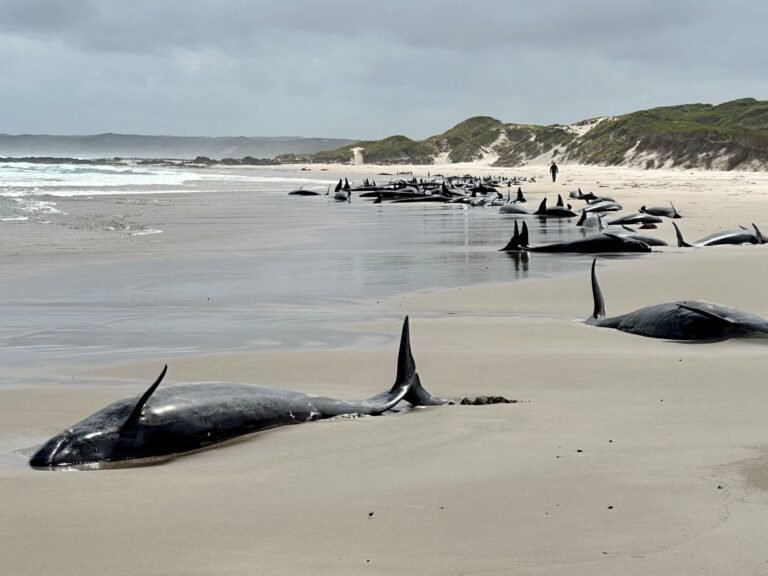 2025 02 19t010333z 1352070875 Rc2pwcajumya Rtrmadp 3 Australia Whales 1739935048.jpg