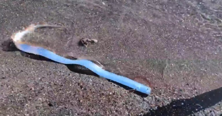 Oarfish Facebookjumbo.jpg