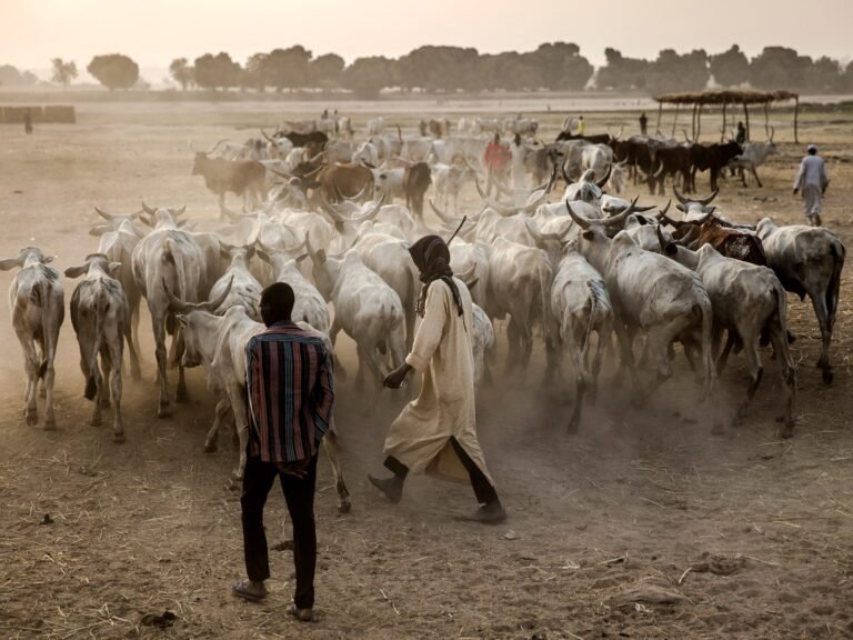 עימותים של הרדר-פארמר בניגריה הורגים לפחות 17 | חדשות פוליטיקה Afp 20190221 1do9ga V1 Highres Nigeriaunrestvotefarm 1745055601.jpg