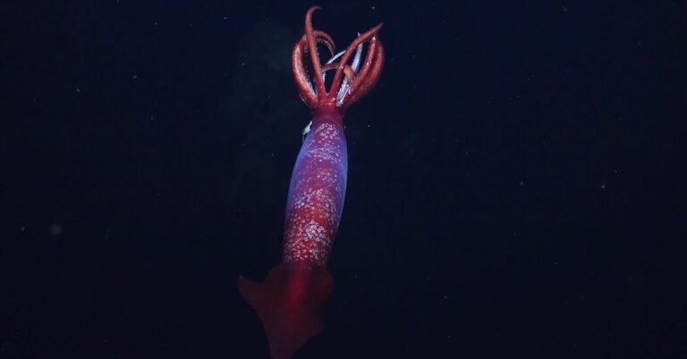 10sci antarcticsquid 21882 cover facebookjumbo v2.jpg