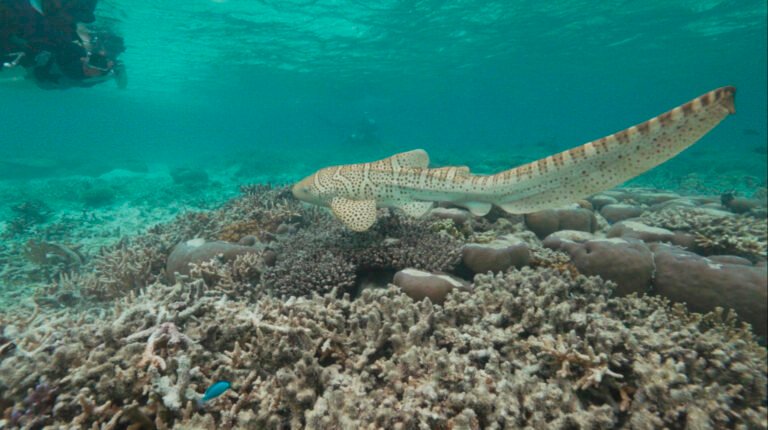 שמירת כרישי נמר בסכנת הכחדה בארכיפלג ראג'ה אמפט באינדונזיה | סְבִיבָה Image 1754531212.jpg